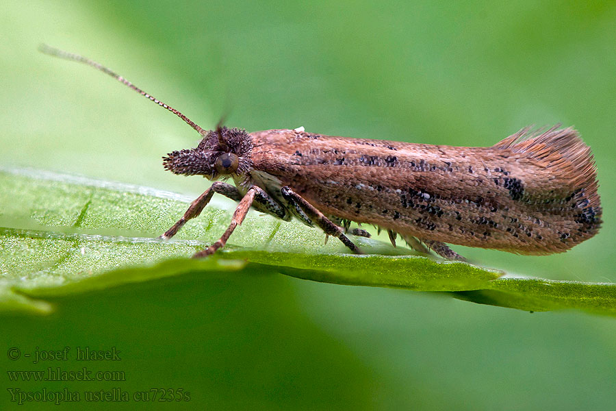 Molička topoľová Ypsolopha ustella