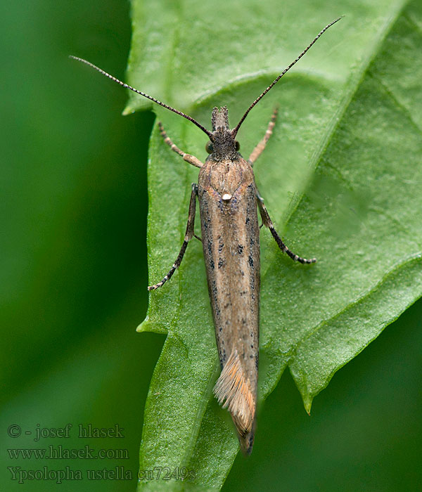 Серпокрылая моль липовая Ypsolopha ustella