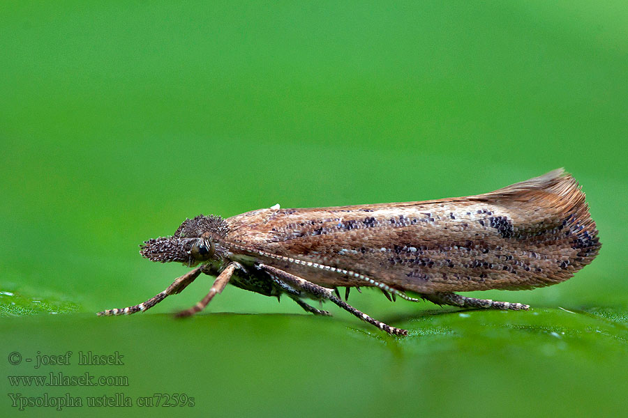 Variabele spitskopmot Ypsolopha ustella