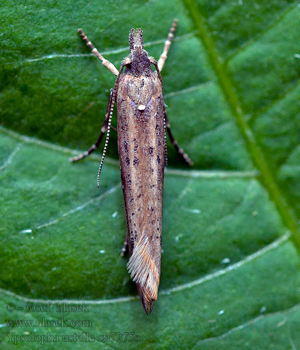 Csíkos tarkamoly Ypsolopha ustella