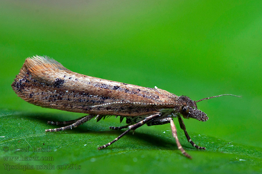 Längsstreckad höstmal Ypsolopha ustella