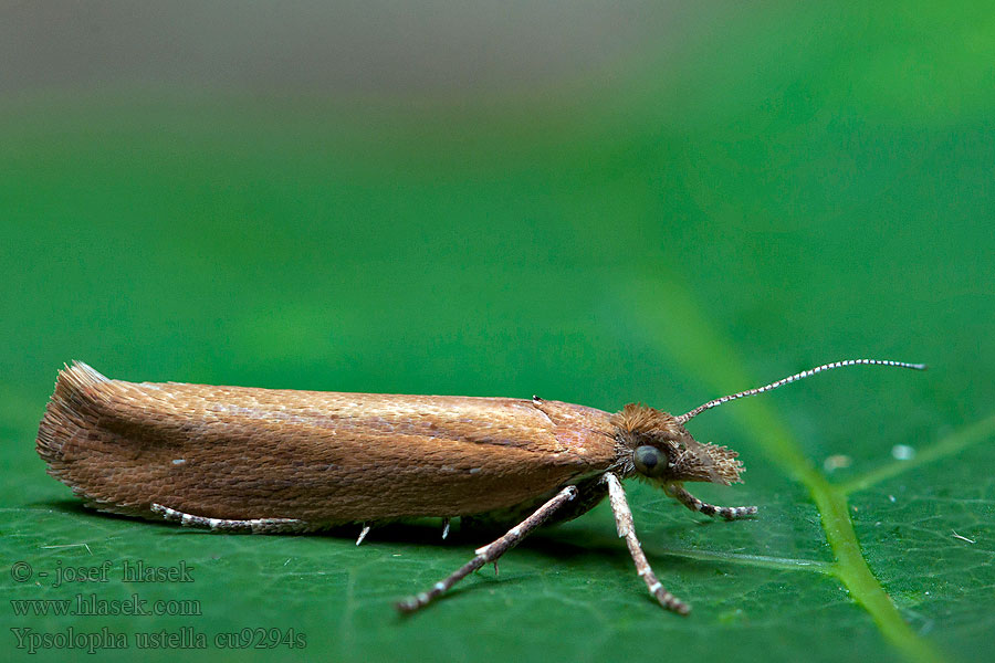 Sideliniet møl Ypsolopha ustella