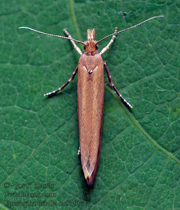 Ypsolopha ustella