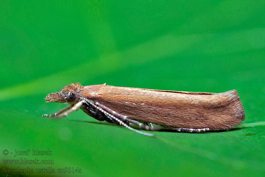 Ypsolopha ustella