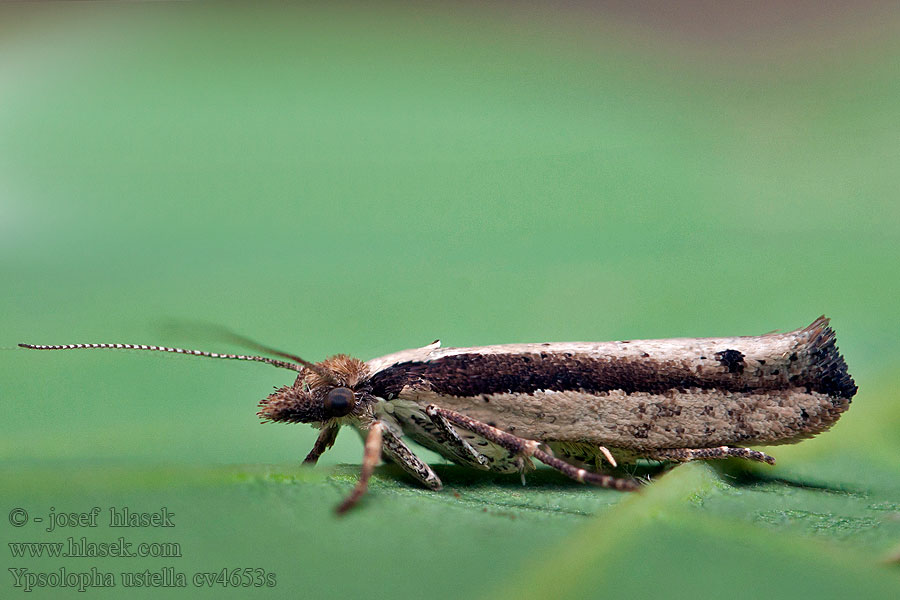 Ypsolopha ustella