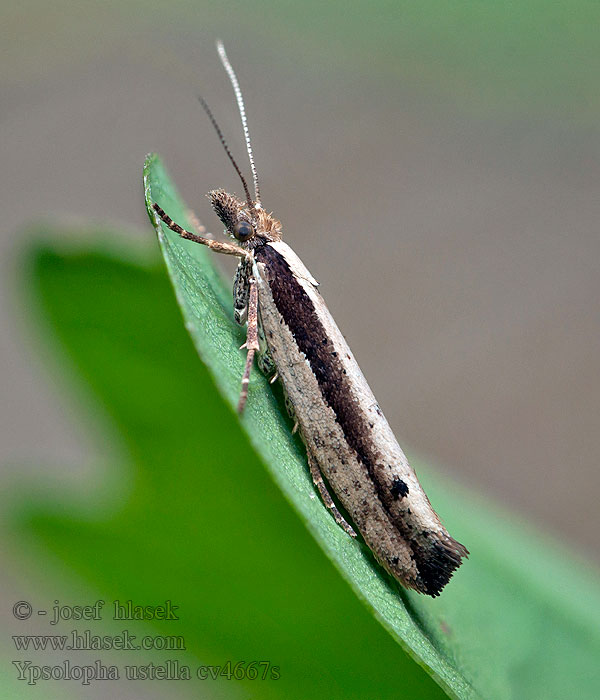 Ypsolopha ustella