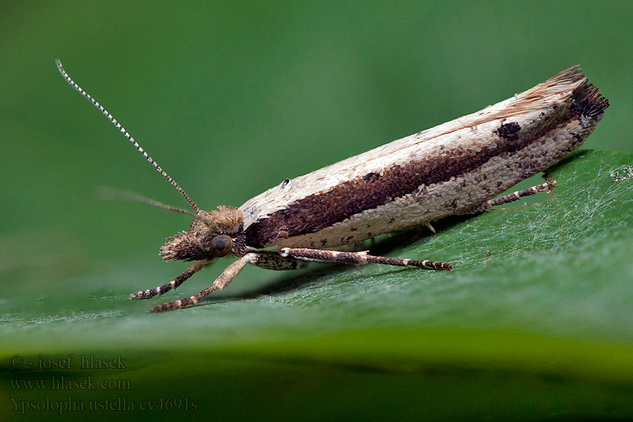 Ypsolopha ustella