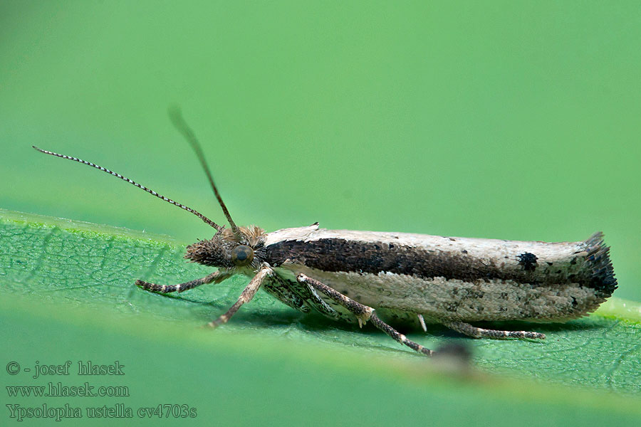 Ypsolopha ustella