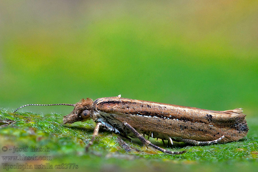 Ypsolopha ustella