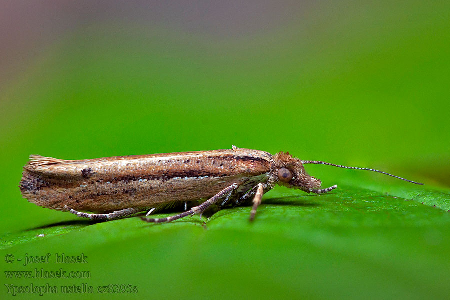 Ypsolopha ustella