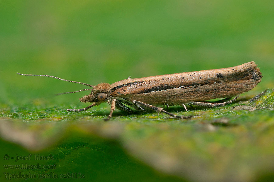 Ypsolopha ustella