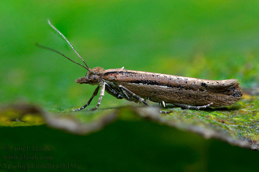 Ypsolopha ustella