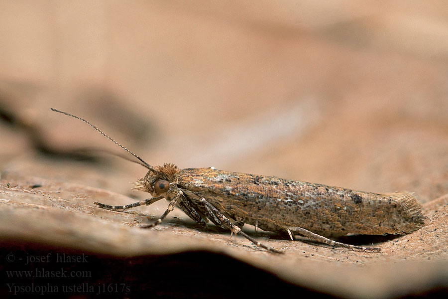 Ypsolopha ustella