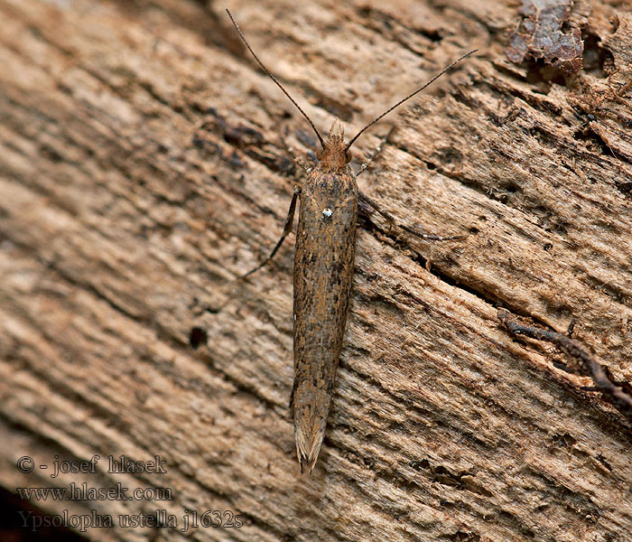 Ypsolopha ustella