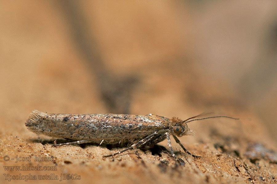 Ypsolopha ustella