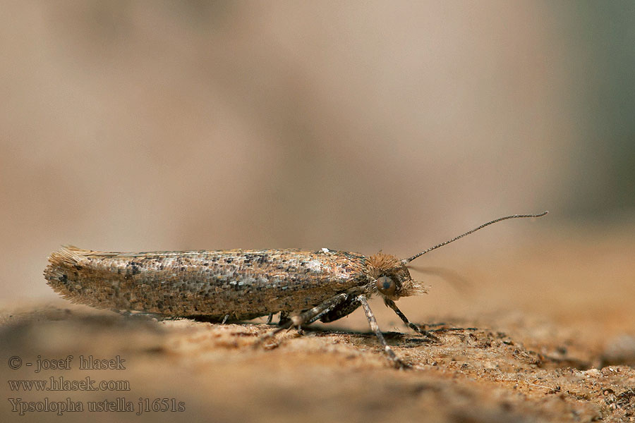 Ypsolopha ustella