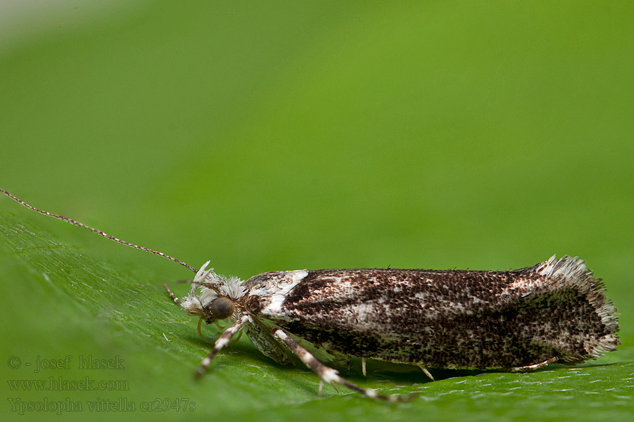 Ypsolopha vittella Elm autumn moth Molička brestová