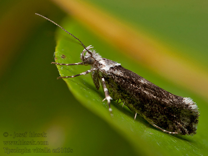 Ypsolopha vittella Zwartvlekspitskopmot Almhöstmal Elmemøl