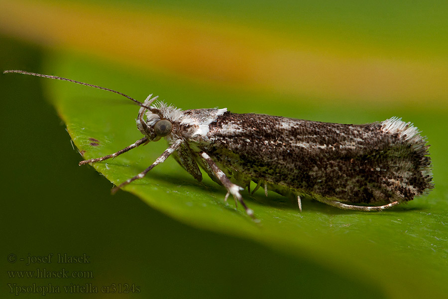 Ypsolopha vittella