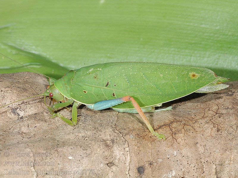 Zabalius ophthalmicus Blue-legged Sylvan Katydid