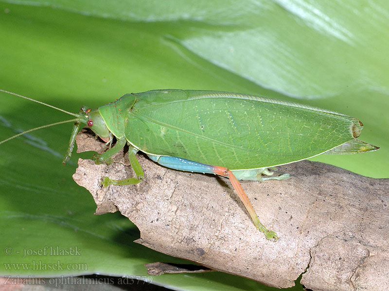 Zabalius ophthalmicus