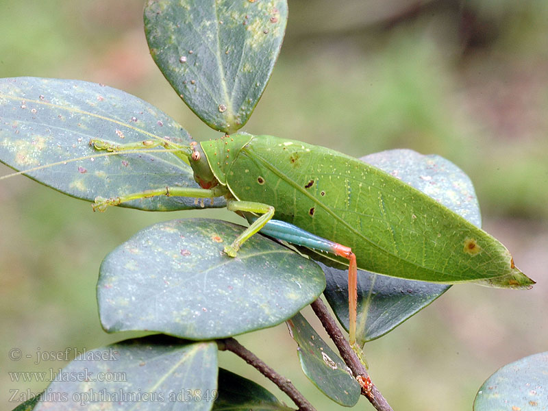 Blue-legged Sylvan Katydid