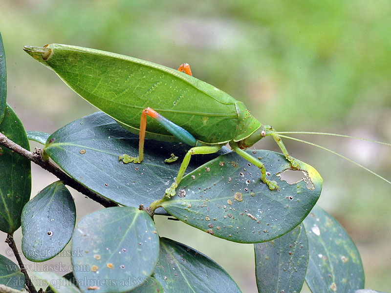 Blue-legged Sylvan Katydid Zabalius ophthalmicus