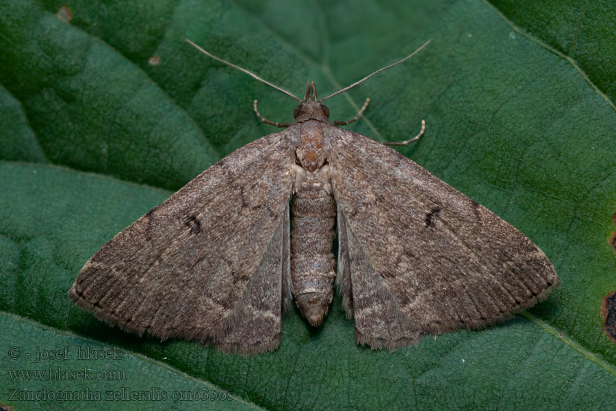 Zanclognatha zelleralis Dusky Fan-foot Pamora Zellerova