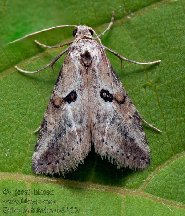 Zebeeba falsalis