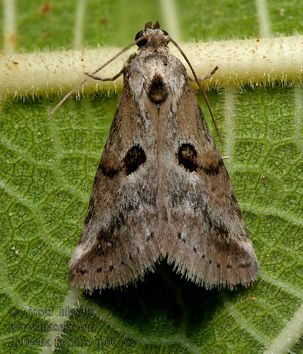 Zebeeba falsalis Noctuelle de l'Asperge