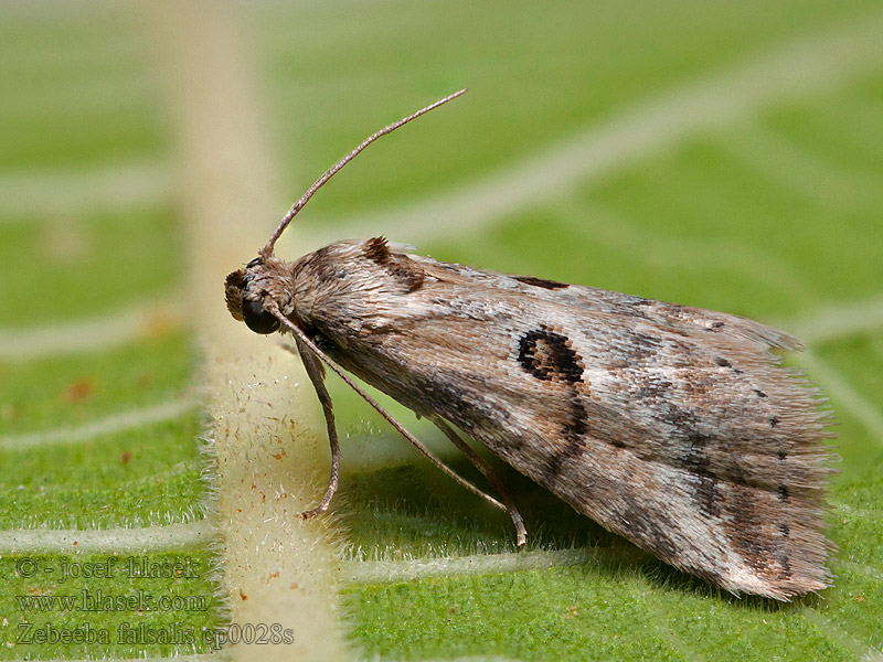 Zebeeba falsalis Noctuelle Asperge