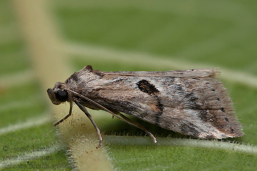 Noctuelle Asperge Zebeeba falsalis