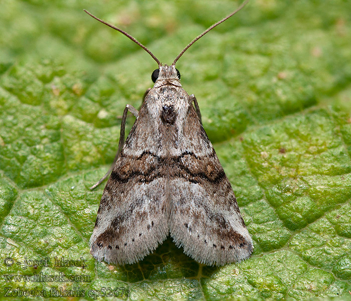 Zebeeba falsalis