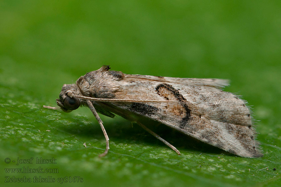 Zebeeba falsalis