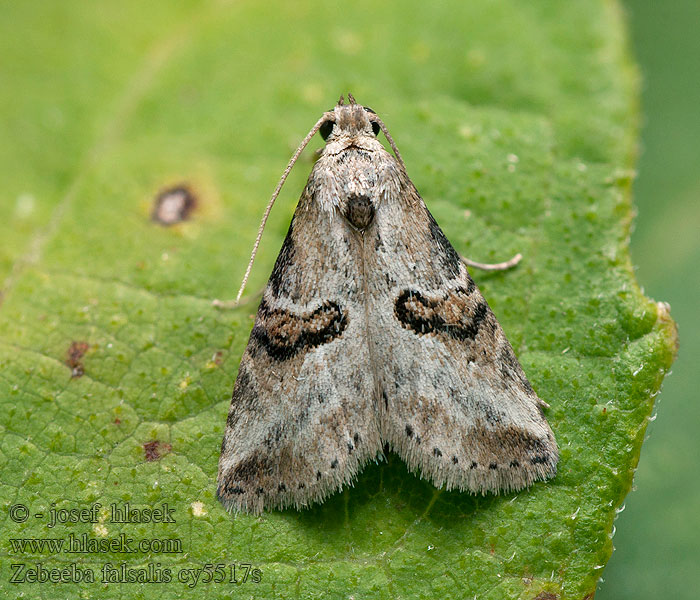 Zebeeba falsalis