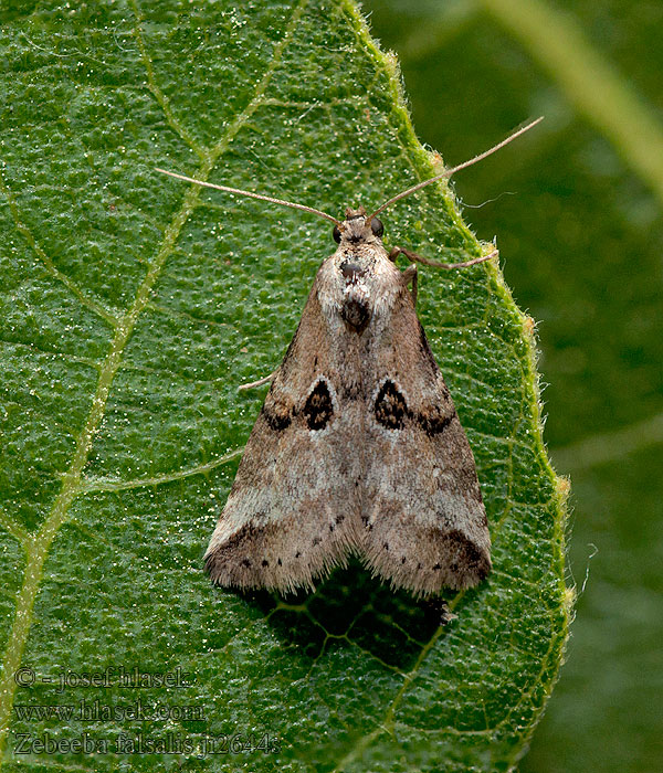 Zebeeba falsalis