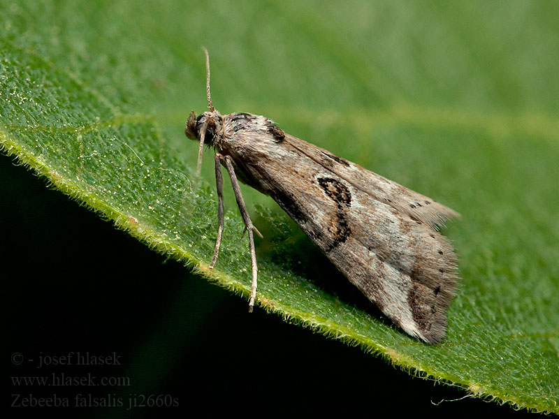 Zebeeba falsalis Noctuelle de l'Asperge
