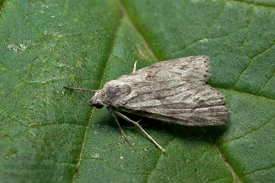 Zebeeba poliotis