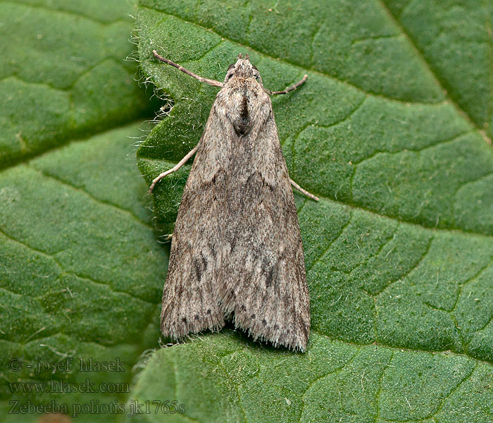 Zebeeba poliotis