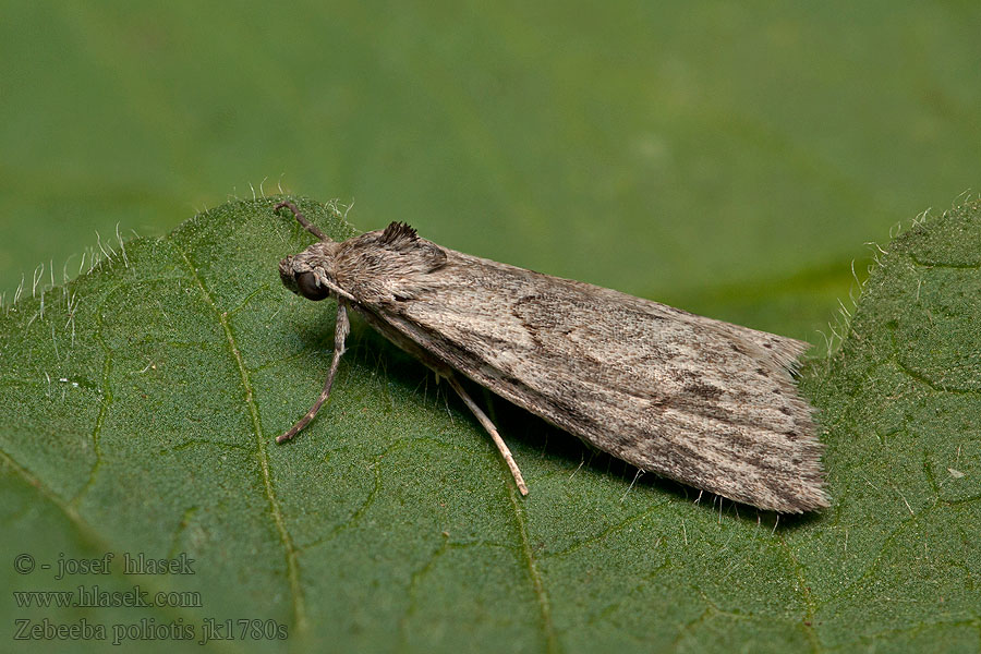 Zebeeba poliotis