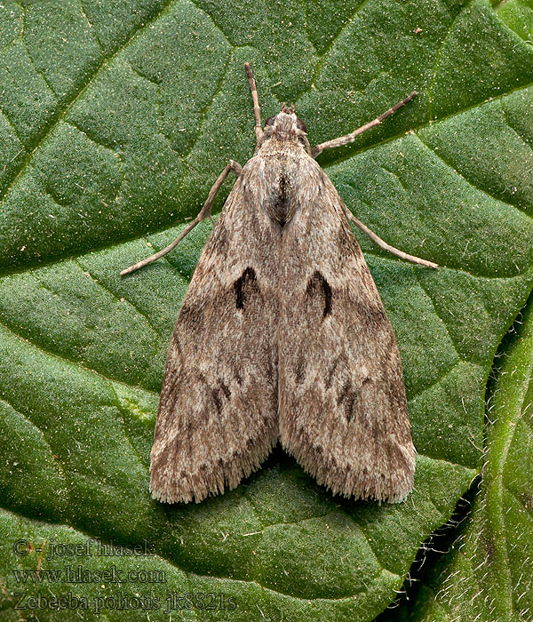 Zebeeba poliotis
