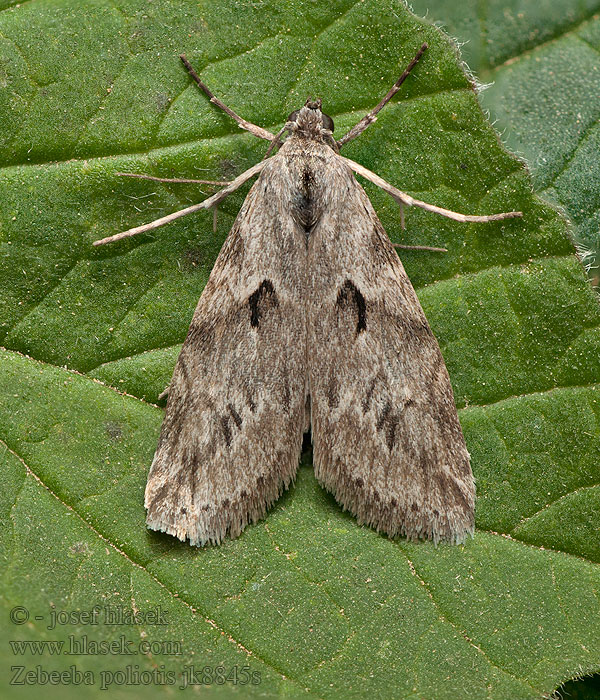 Zebeeba poliotis