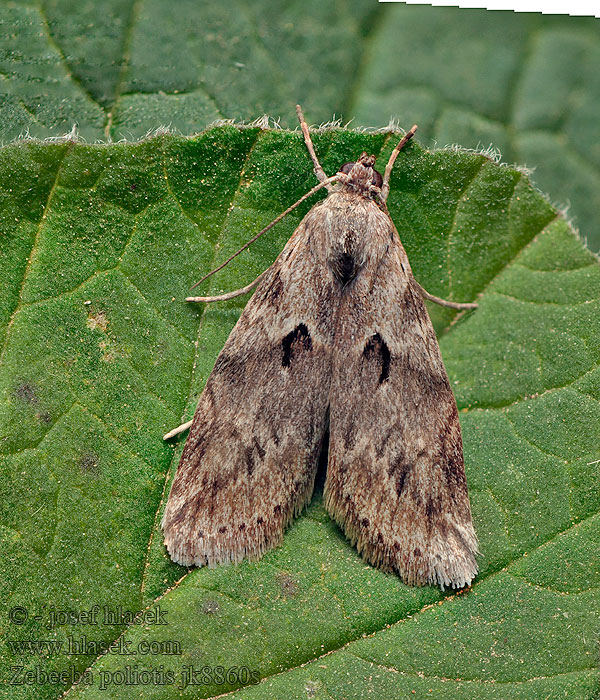 Zebeeba poliotis