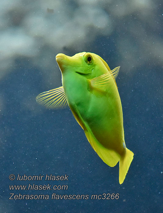 Zebrasoma flavescens Yellow tang Bodlok žlutý Gelber Segelflossendoktor