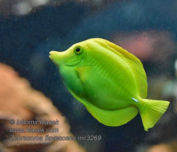 Zebrasoma flavescens Zebrasoma żółta Chirurgien jaune 黃高鰭刺尾魚