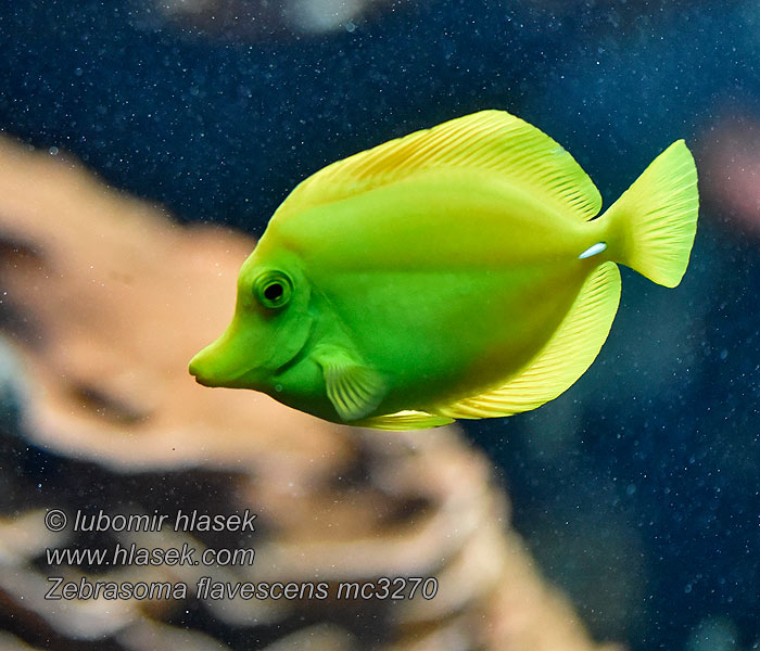 Zebrasoma flavescens Bodlok žlutý Pez cirujano amarillo