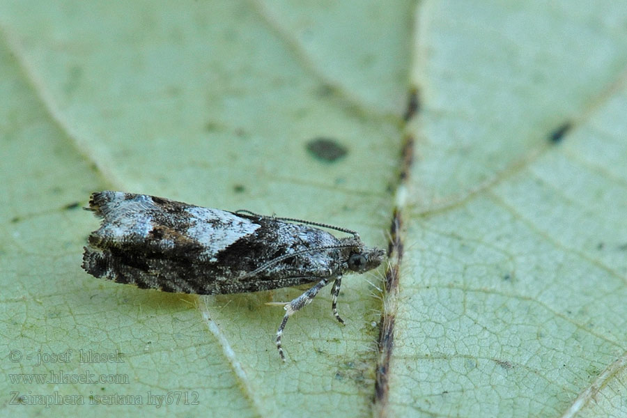 Cock's-head Bell Zeiraphera isertana