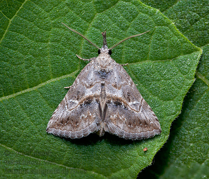Zekelita antiqualis Pyralis Усатка буро-серая