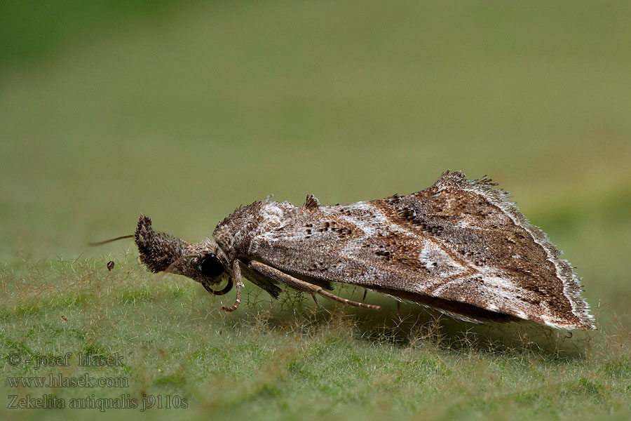 Zekelita antiqualis