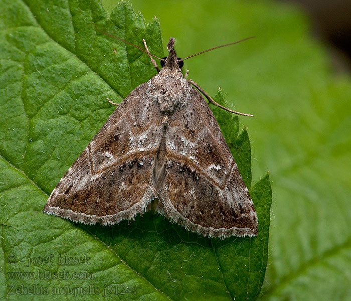 Zekelita antiqualis